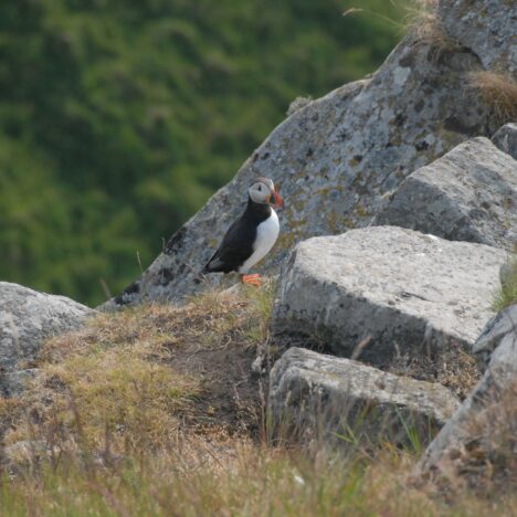 Nordfjordeid : la capitale viking cachée du Nordfjord